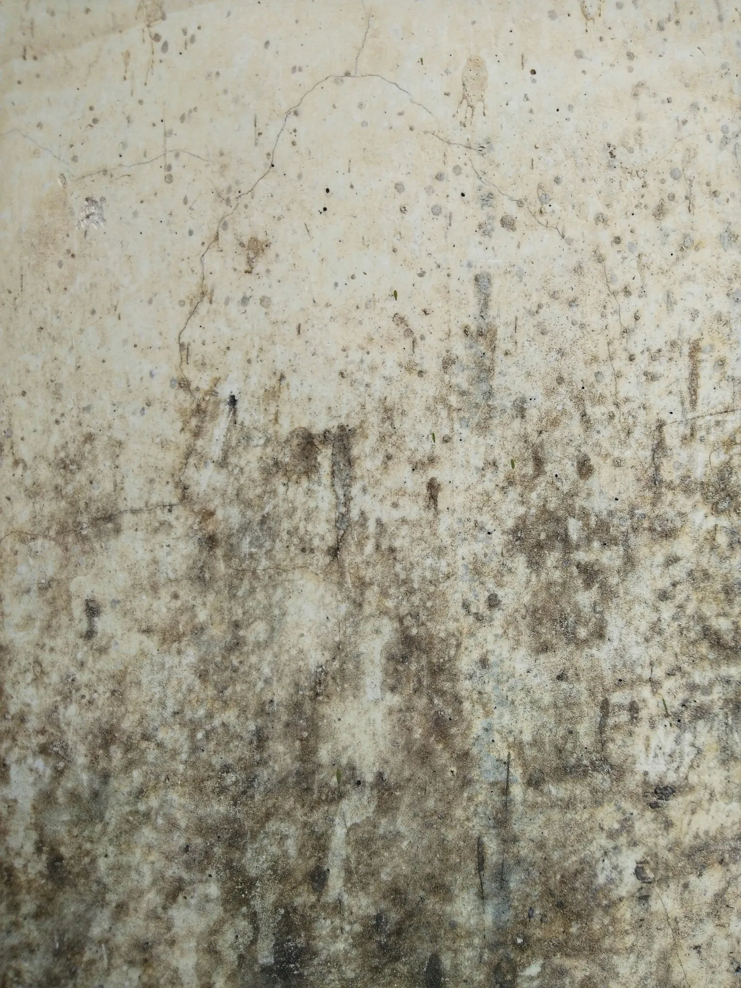 Black Mold in San Jose Homes - What You're Really Dealing With