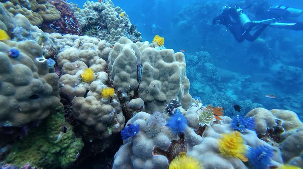 Recreational Diving