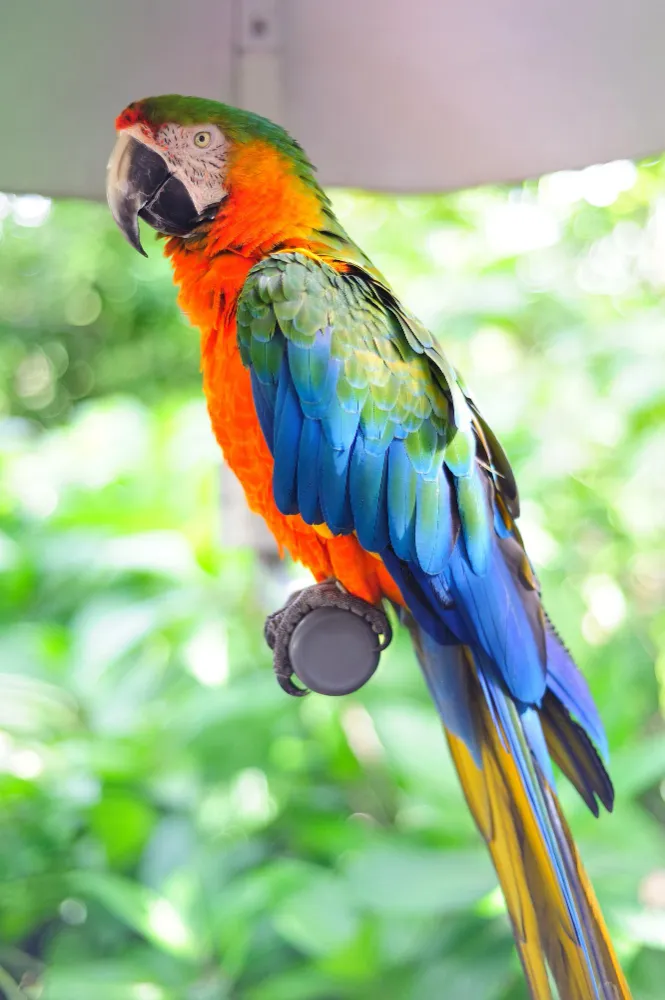 Buying a Parrot in Dubai: What First-Time Owners Should Know