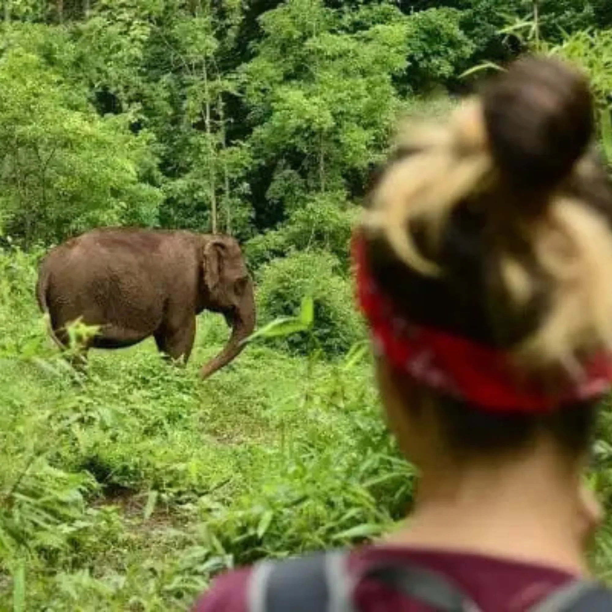 Thinking About Animal Volunteering Abroad? Here’s What You Should Know First