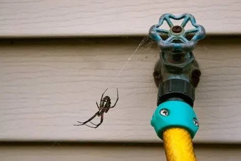 Spider Pest Control: Simple Ways to Keep Your Home Spider-Free