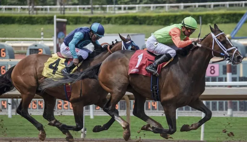 What Are the Most Effective Horse Racing Betting Strategies for More Informed Decisions?