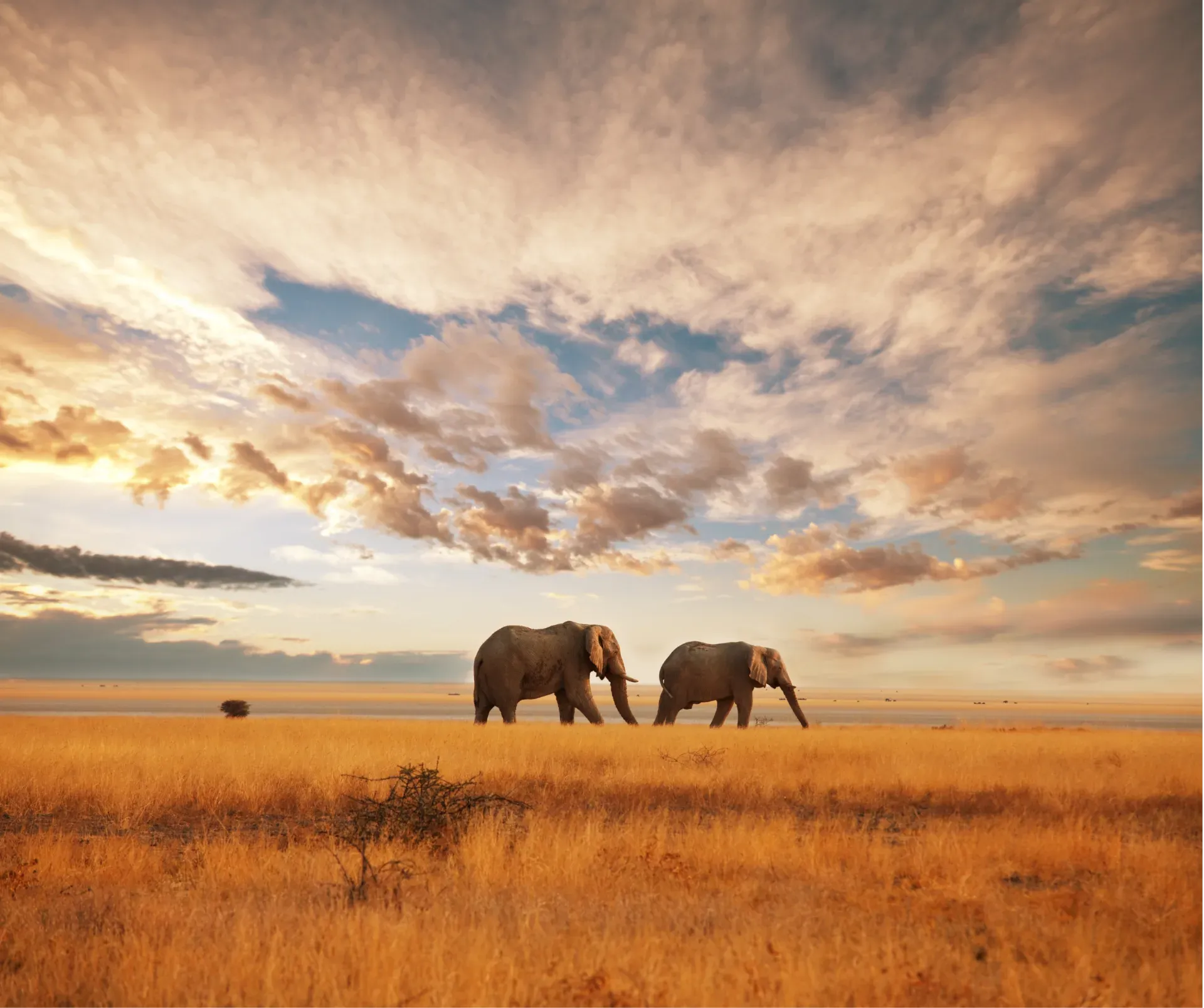 A Guide to Ethical Animal Encounters While Travelling