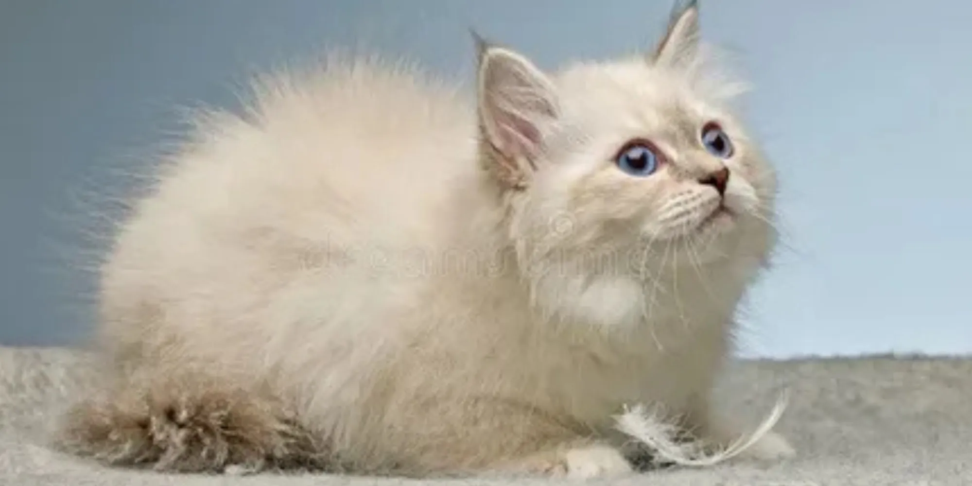 How to Groom and Maintain the Radiant Coat of White Siberian Kittens in Washington?