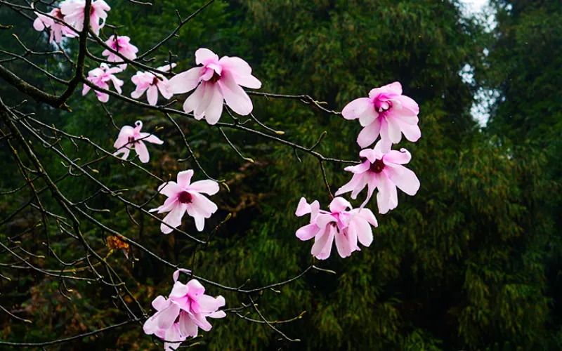China wildflower conservation