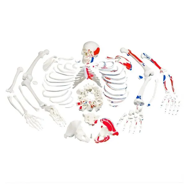 Anatomy Skeleton Model in Andhra Pradesh: Features, Uses and Selection Tips