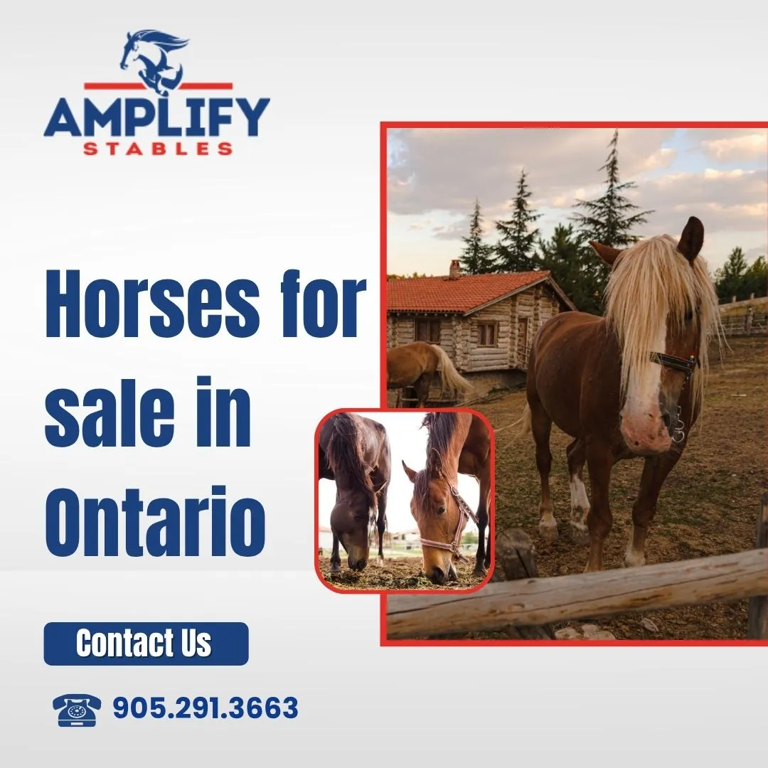 How Much Is a Horse Worth in Ontario?