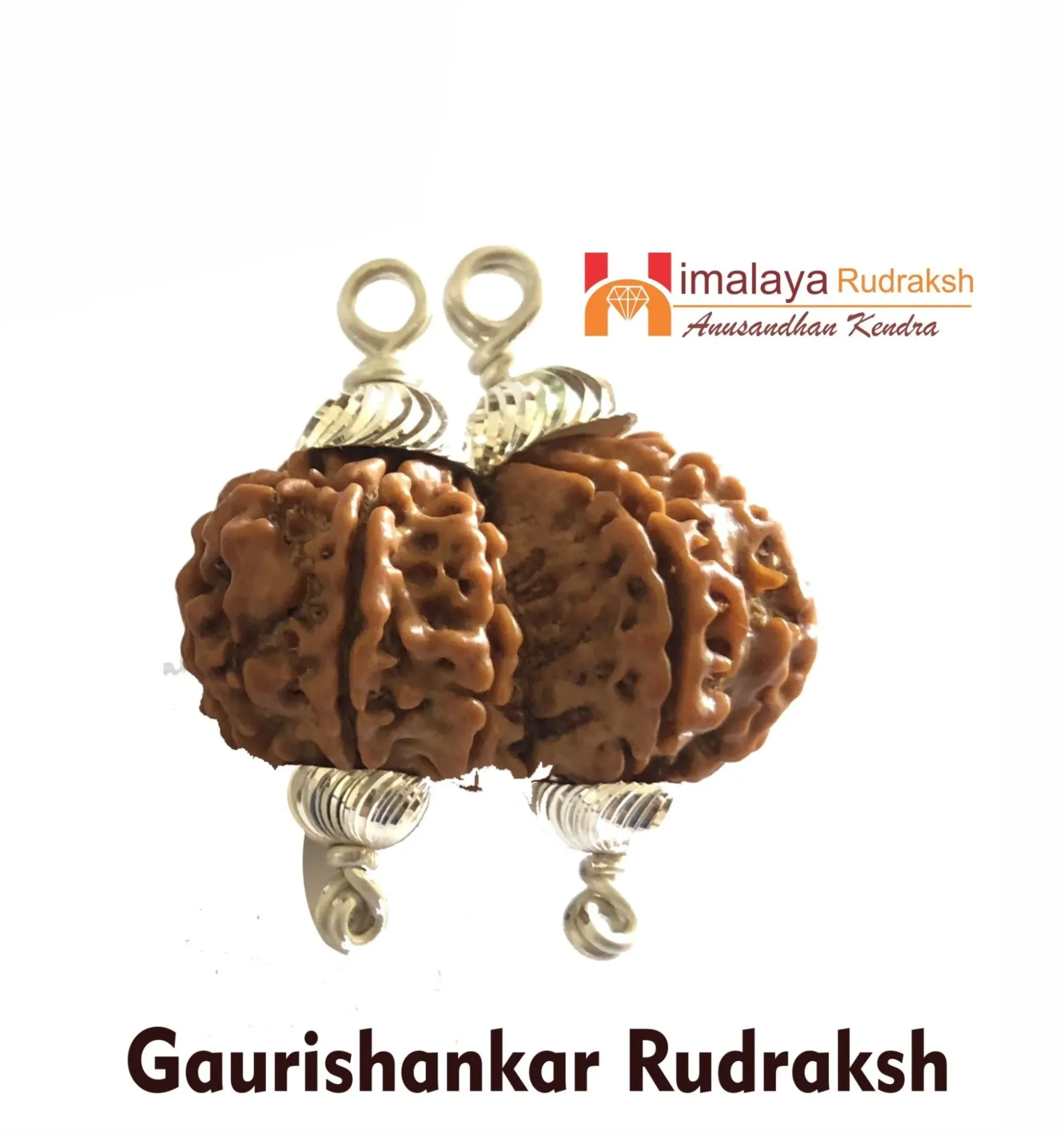 Complete Guide to Buying Gaurishankar Rudraksha Online