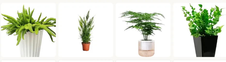 Ferns Plants for Adding Natural Beauty to Your Home and Garden