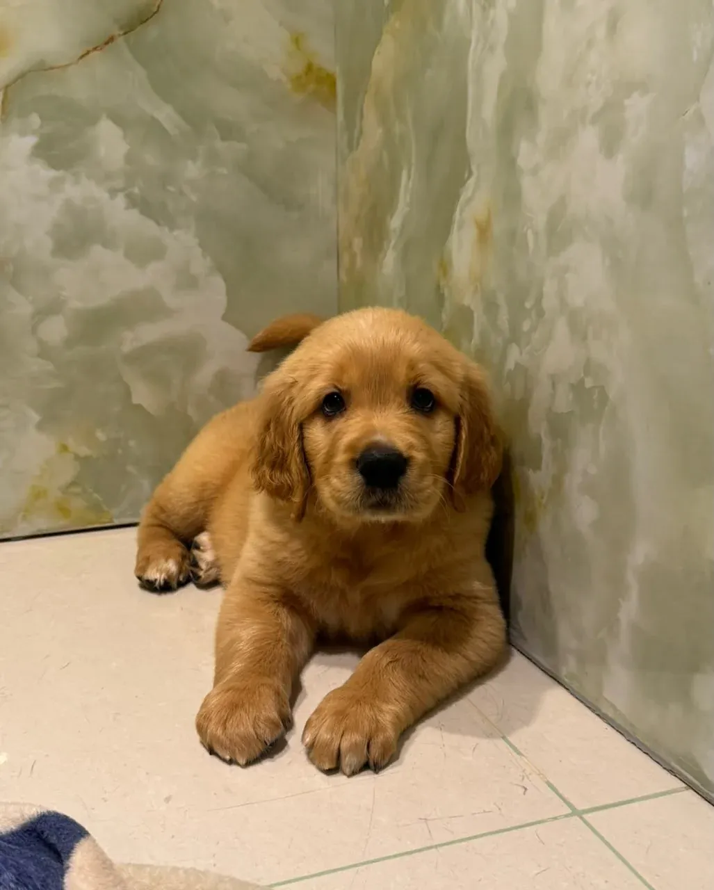 Why Is Early Puppy Training Dubai Crucial for Your New Dog’s Long-Term Success?