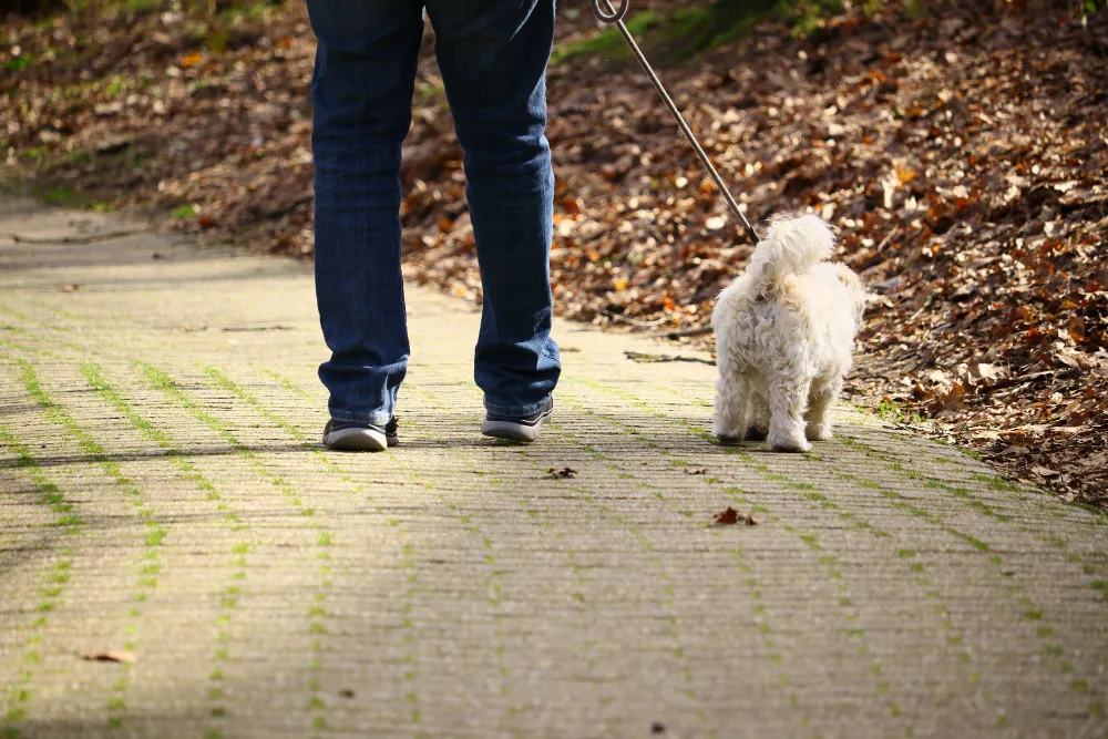 Boulder dog walker