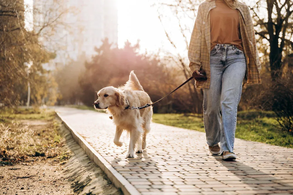Why Boulder Pet Parents Choose a Personal Dog Walker Over a Kennel