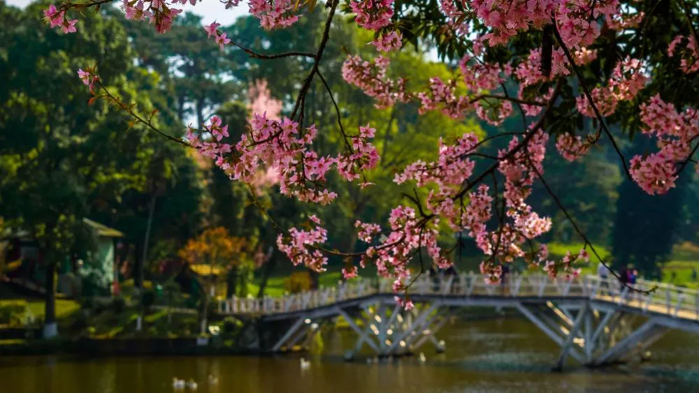 Meghalaya Tour Package from Delhi: A Scenic Escape to the Abode of Clouds