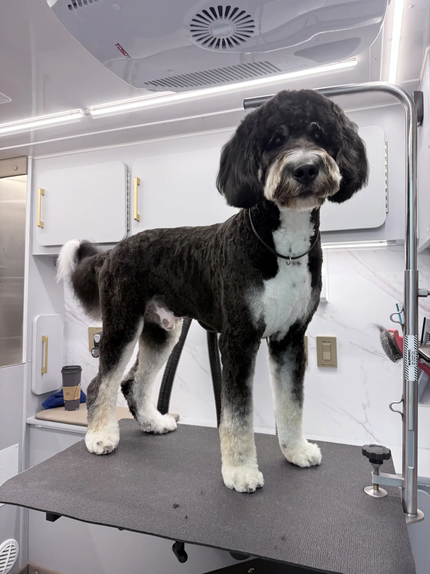 The Driveway Groom: How Mobile Pet Grooming Denver CO Is Changing Grooming Day