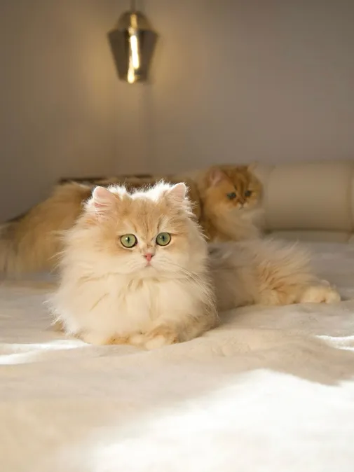 Why Cat Temperament Matters Just as Much as Appearance
