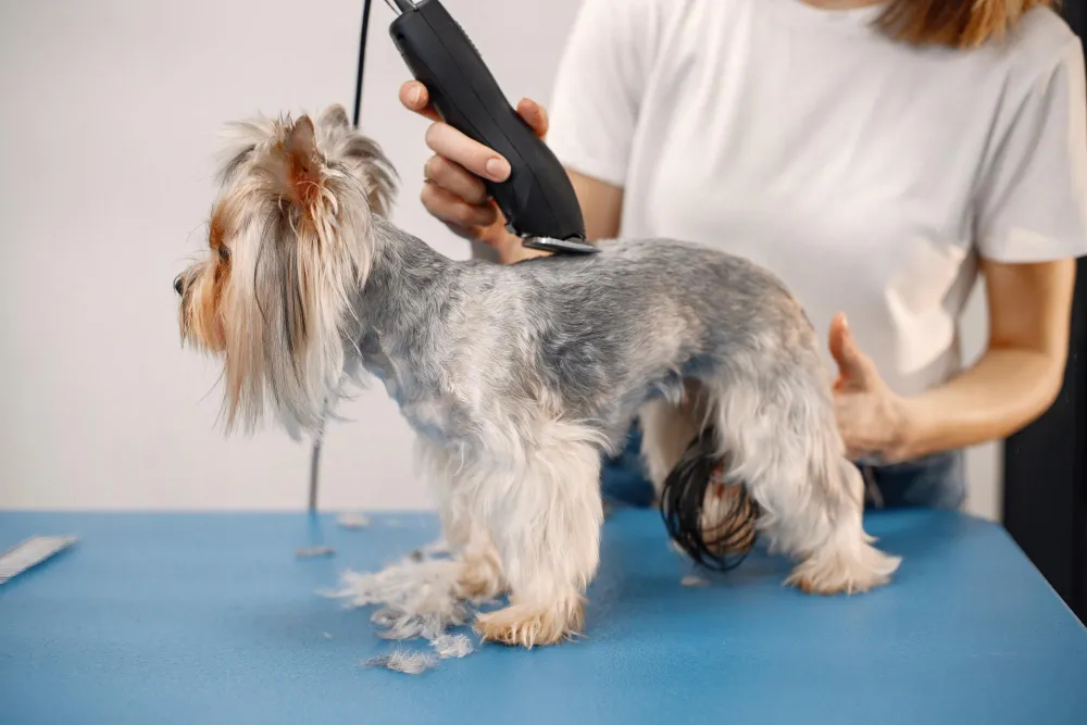 What to Expect From Mobile Dog Grooming Near Me Services