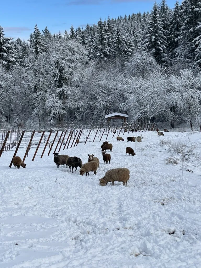 Oregon Vineyard Tours: Experience Ambar Estate in the Dundee Hills