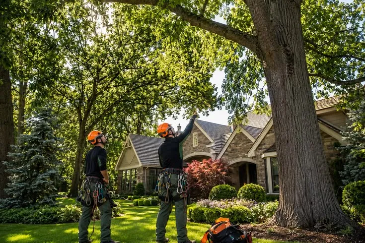 Turning a Difficult Tree Problem Into a Better Outdoor Space in Buffalo