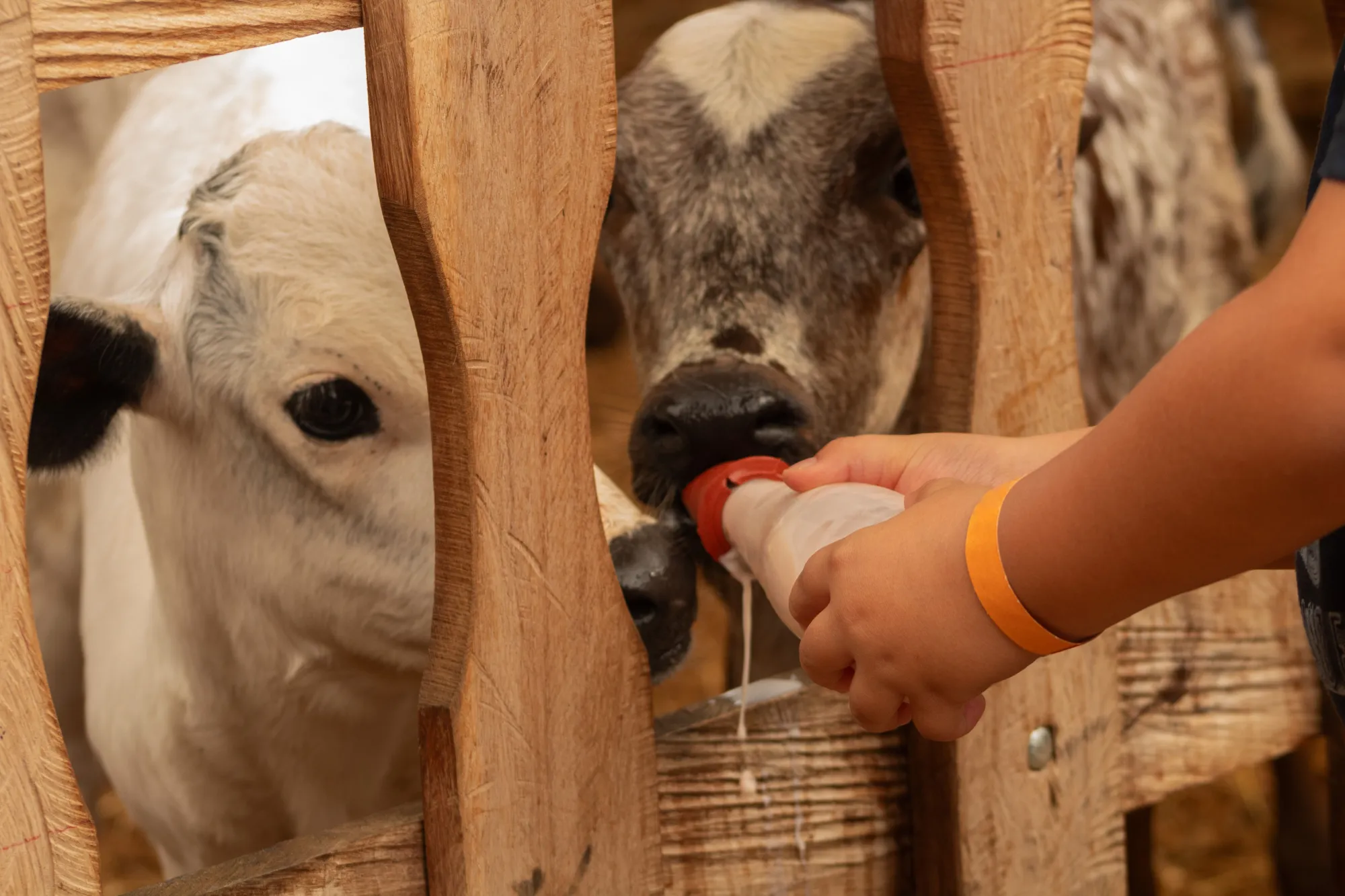 How the Right Calf Milking Bottle in India Shapes the Future of Your Dairy Herds