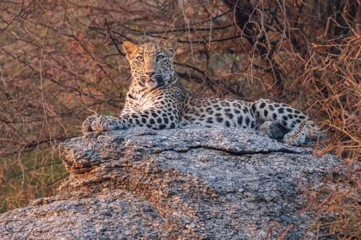 The Story of Leopards and Local Communities Living Together in Jawai