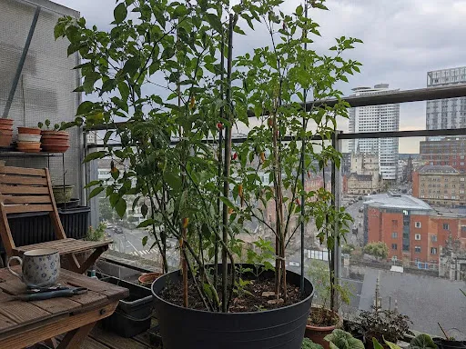 Pepper Plants for Small Spaces: The Least Performative Thing in the City