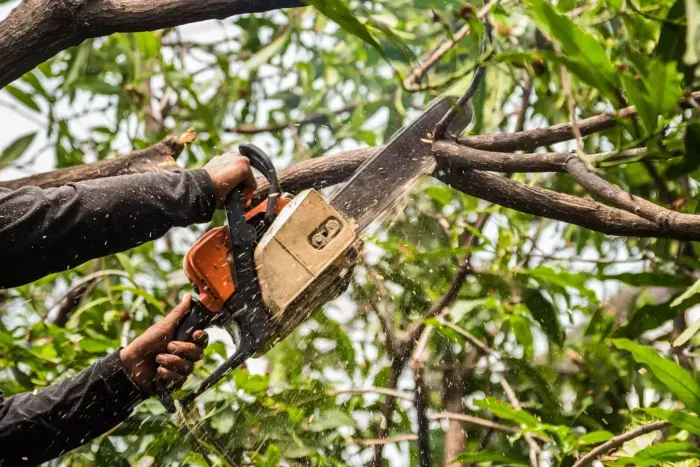 Professional Land Clearing Services at Lord’s Tree Service LLC