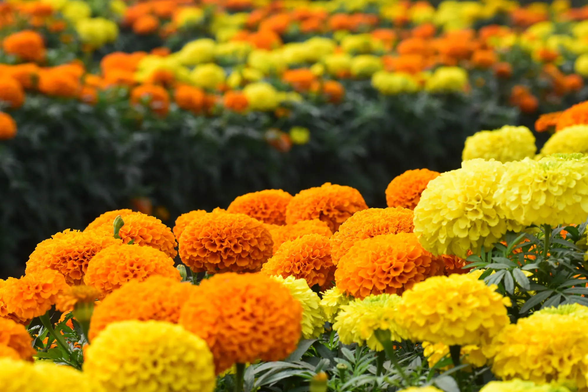 How to Choose the Perfect Bouquet for Someone You Love