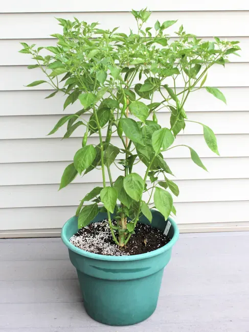 Why Are My Peppers Not Turning Red?