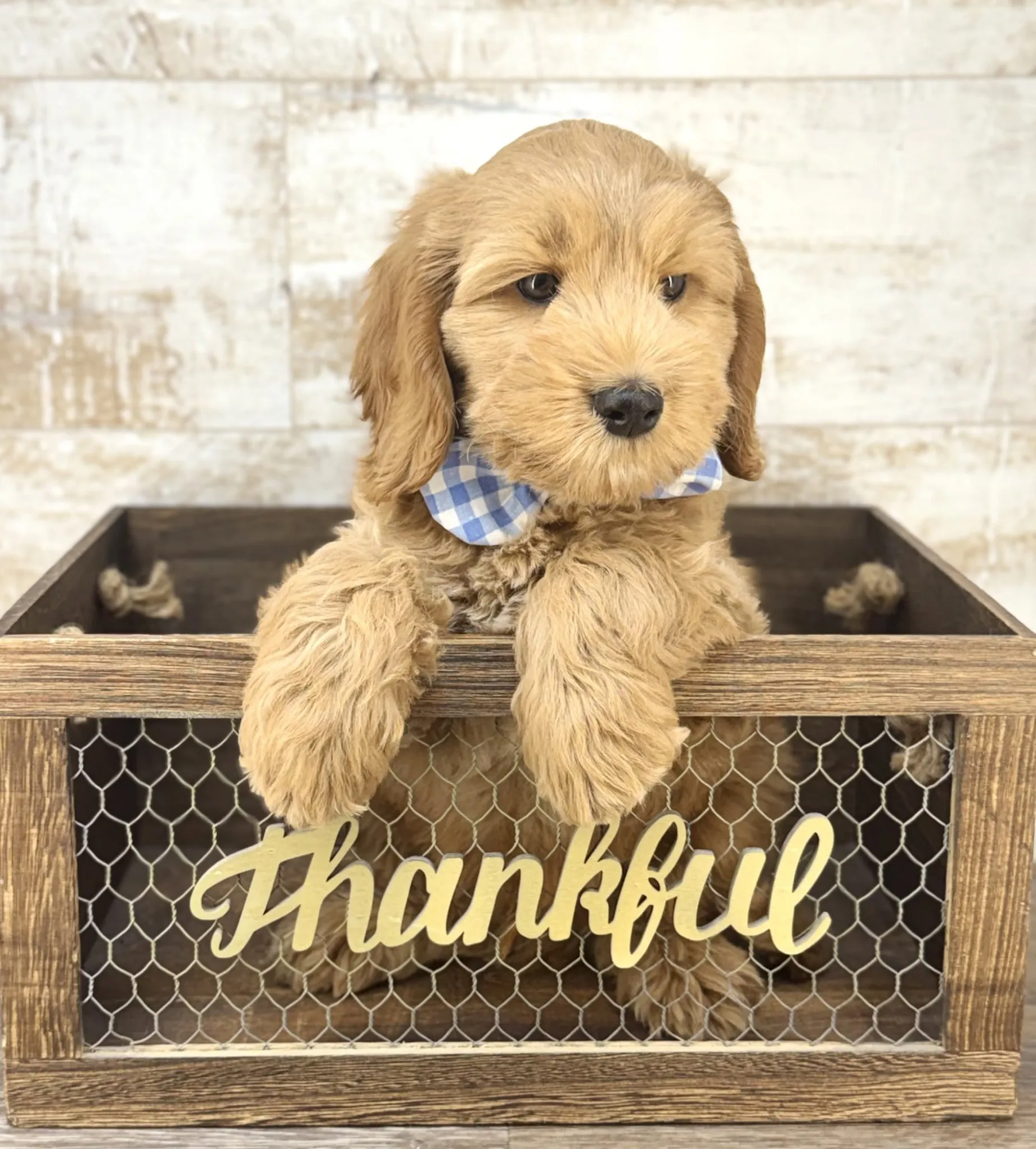 Are Mini Labradoodles the Perfect Dogs for Small Living Spaces?