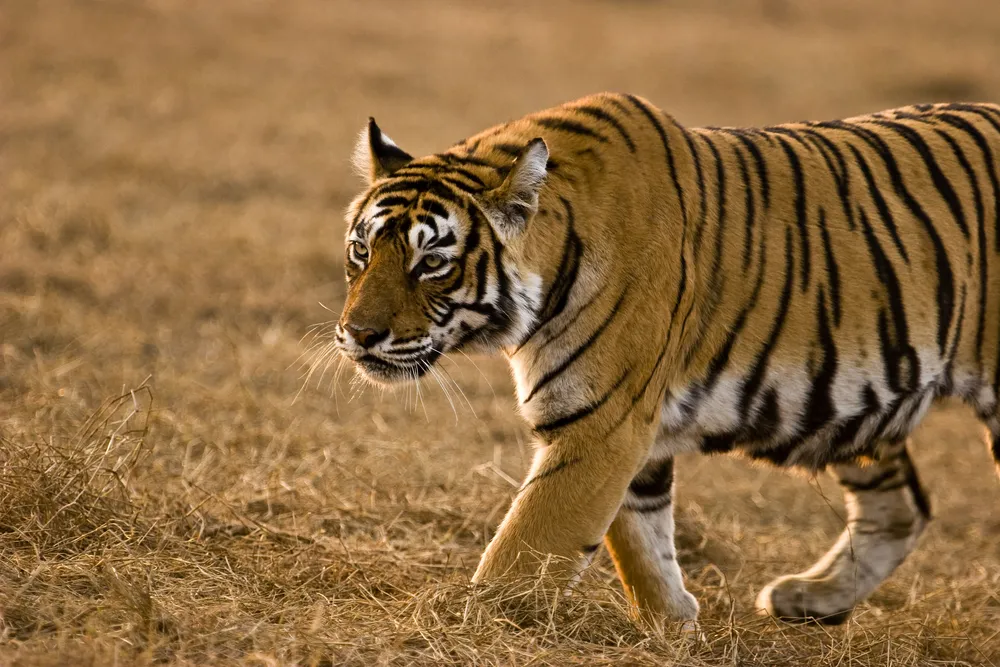 How Many Days Do I Need for a North India Tour? 2026-27 Complete Travel Guide