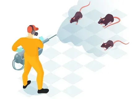 Rat Killer in Pakistan A Complete Guide to Safe and Effective Rat Control