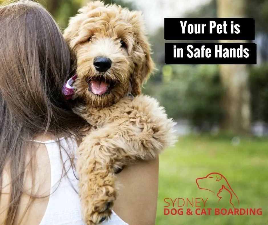 Why Do Some Pets Settle Faster at a Pet Resort in Dural Than Others?
