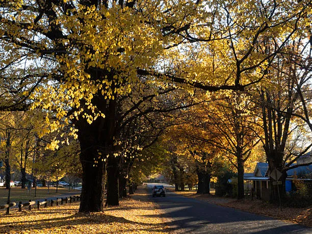 Golden Ash Tree Care: How to Keep Your Tree Healthy and Strong