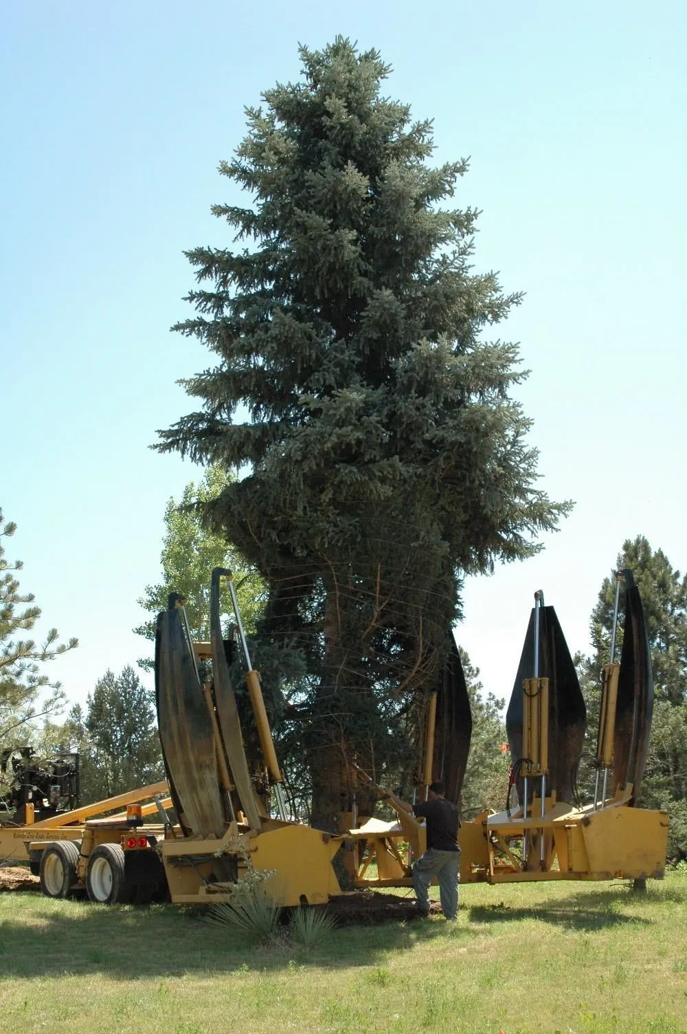 Tree Moving Company: A Complete Guide to Safe and Professional Tree Relocation