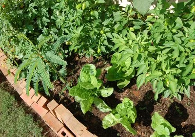BioD-Medium in a plant bed