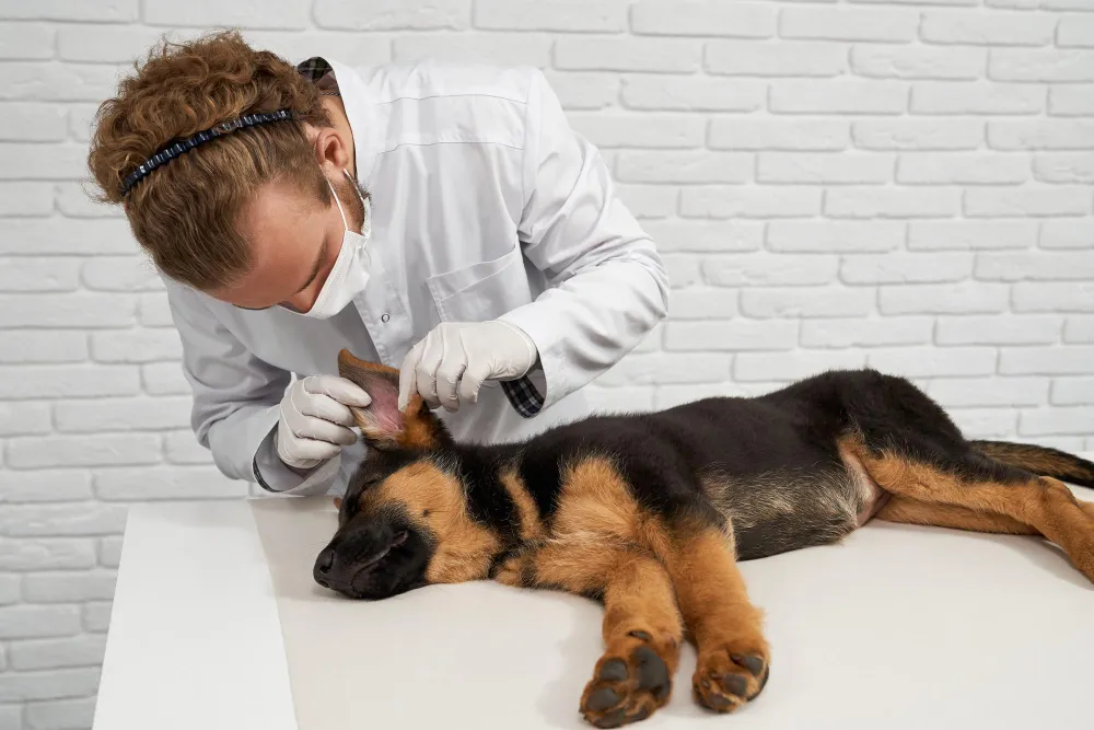 Why Pet Microchipping Is an Important Part of Responsible Pet Ownership