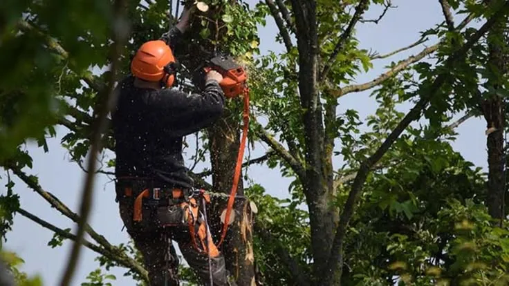 Beyond Basic Tree Maintenance: Building a Smarter Tree-Care Plan for Buffalo Properties