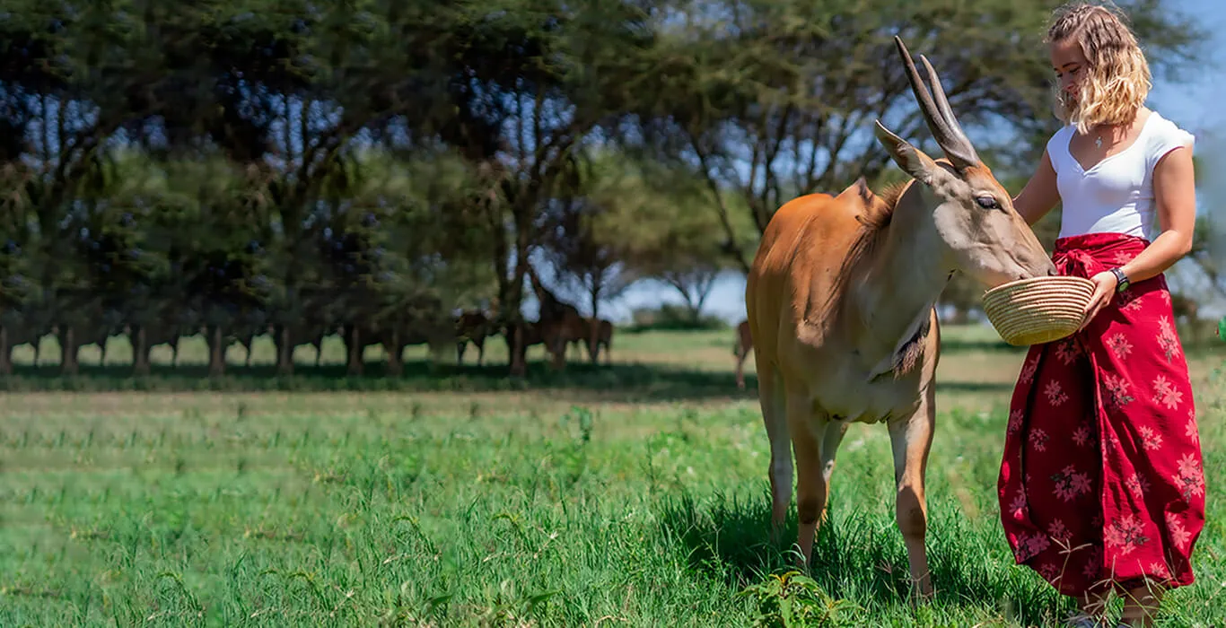 What Truly Makes a Tanzania Safari Unforgettable?