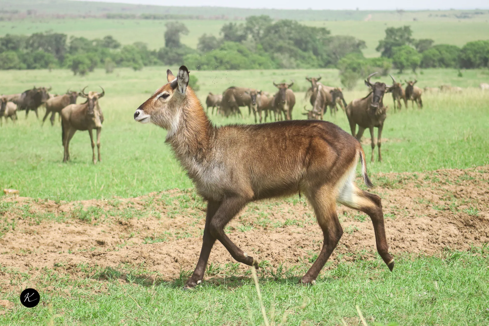Tanzania Safari Tour Packages: Camping vs. Lodge-Based Itineraries Compared