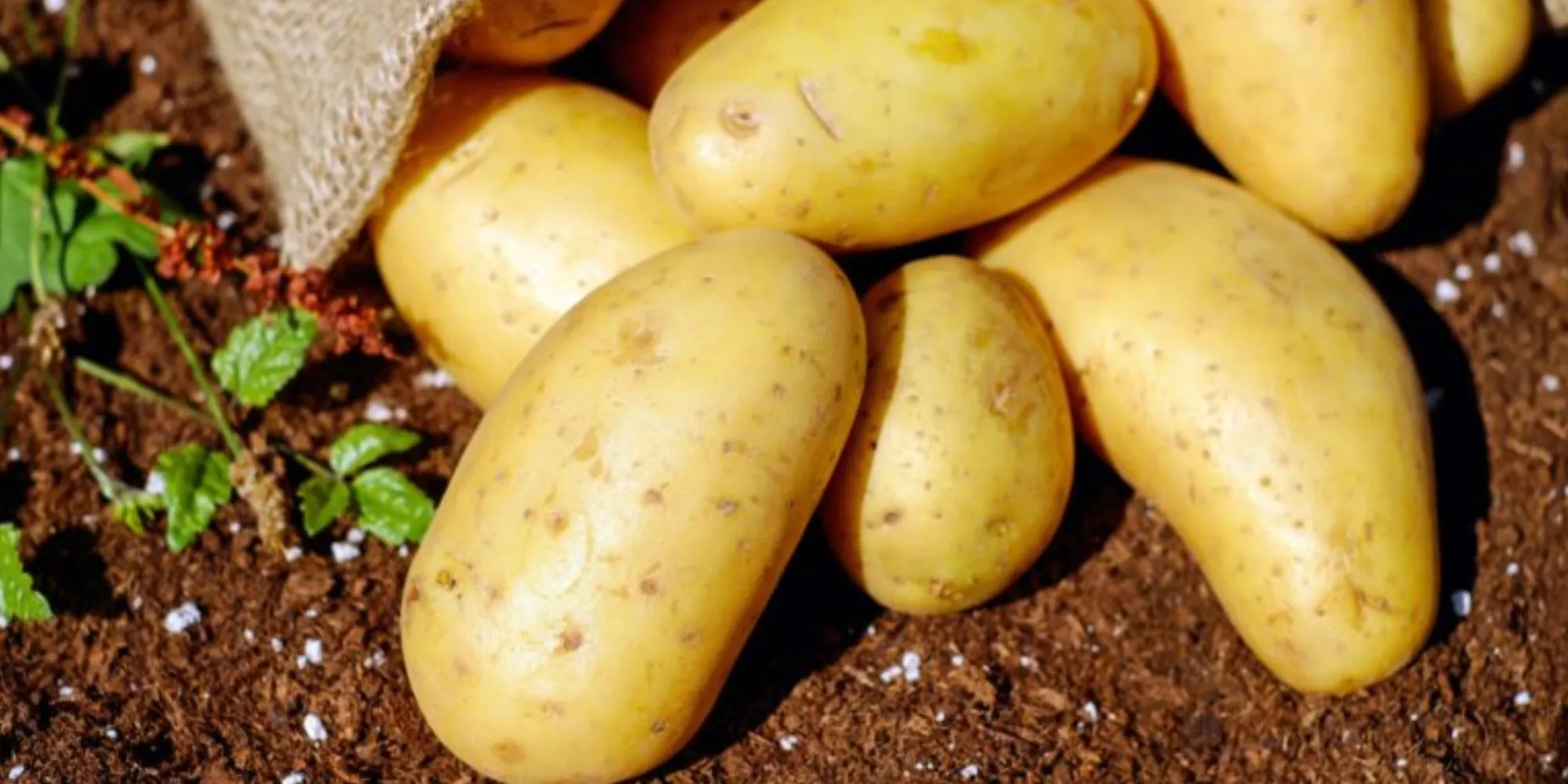 Which Potato Is Best for Cooking? A Guide to Potato Classifications