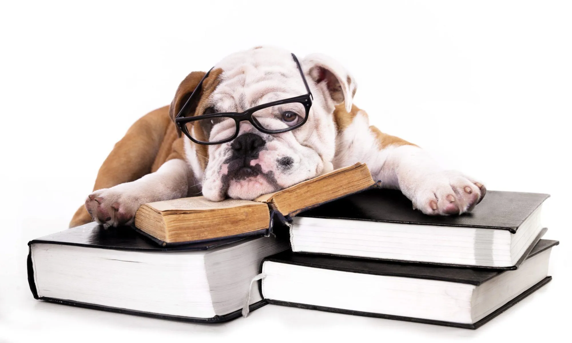 Simple Ways to Support Your Pet with Holistic Care