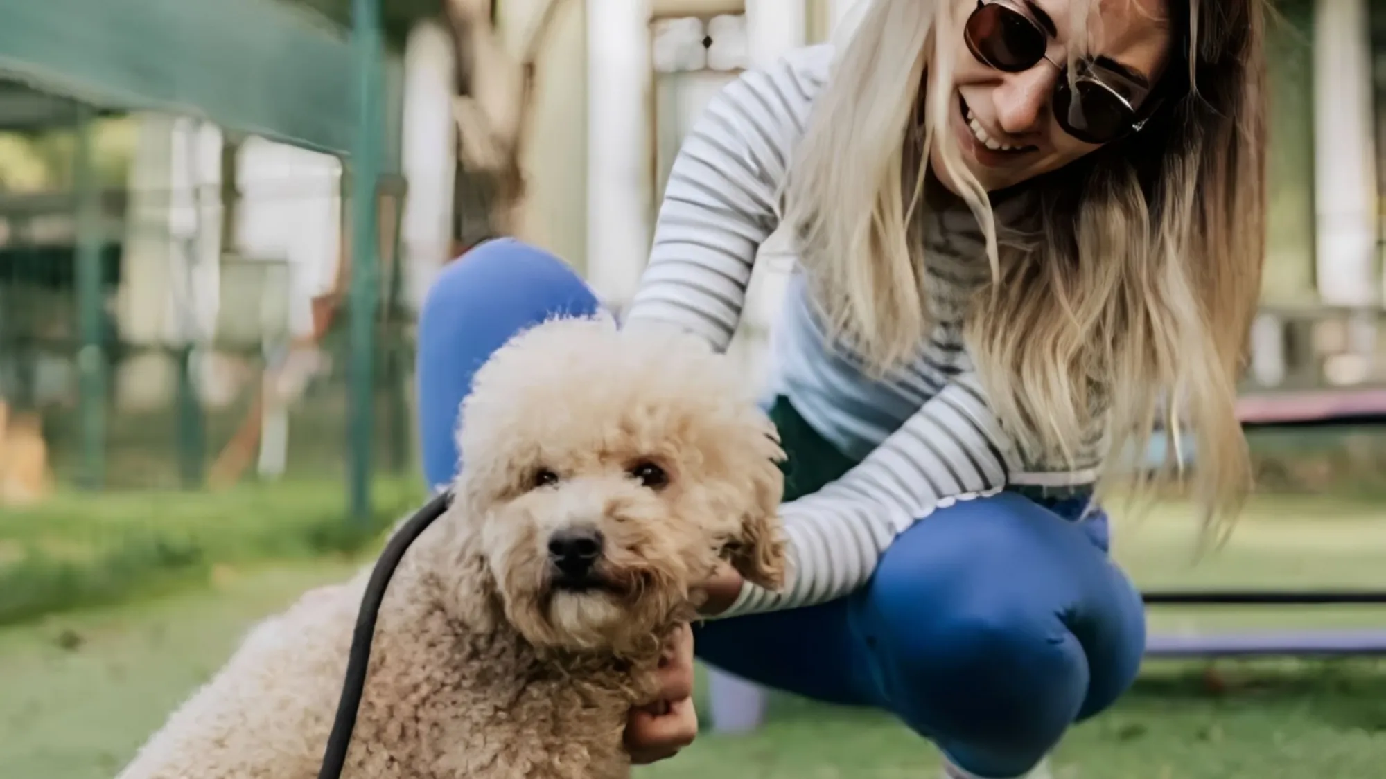 How Does Dog Training in Lompoc Build Better Communication With Dogs?