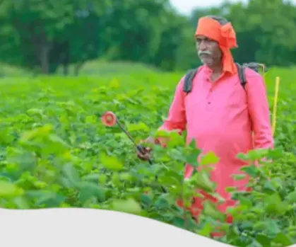 Strongest Pesticide: How to Choose the Right Crop Protection Solution for Maximum Farm Productivity