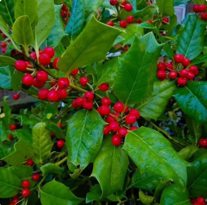 Nellie Stevens Holly Tree: A Year-Round Evergreen for Your Landscape