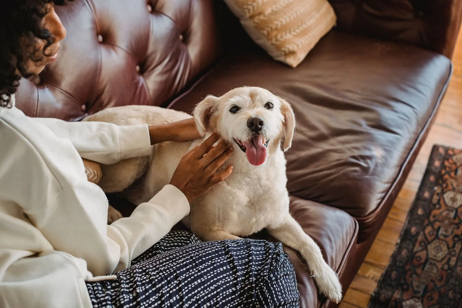 Pet Sitting Prices in Denver: What to Consider? 8 Things You Should Know