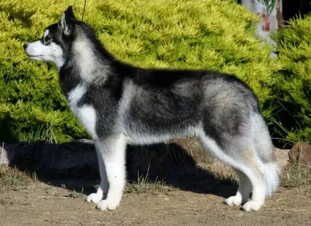 Siberian Husky: Is This Energetic Dog Right for Your Home?