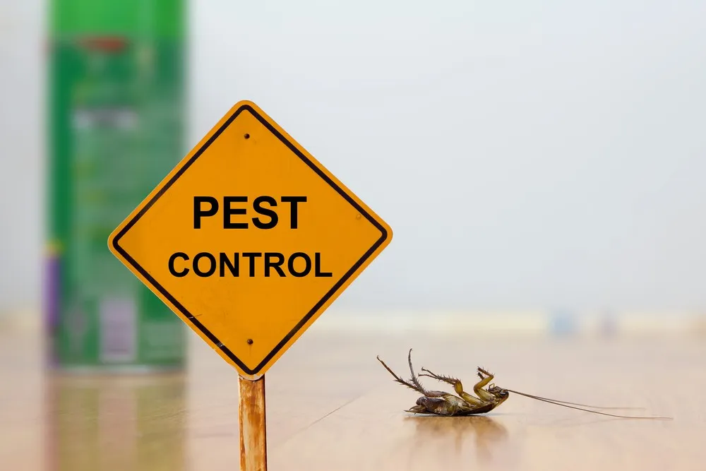 Reliable Pest Control Company in Caledon for a Comfortable Home