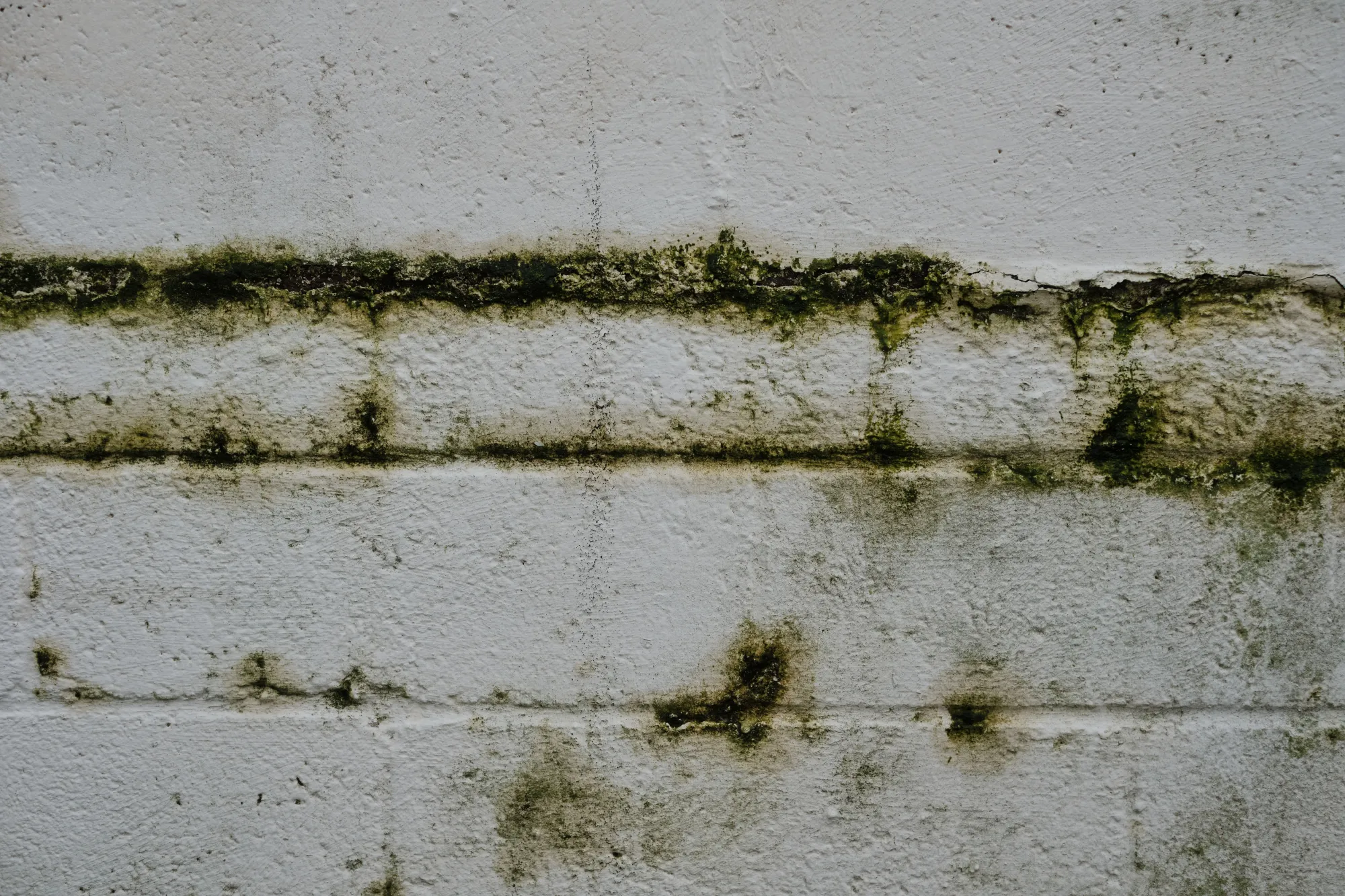 Mold Inspection San Jose - Why You Can't Wait
