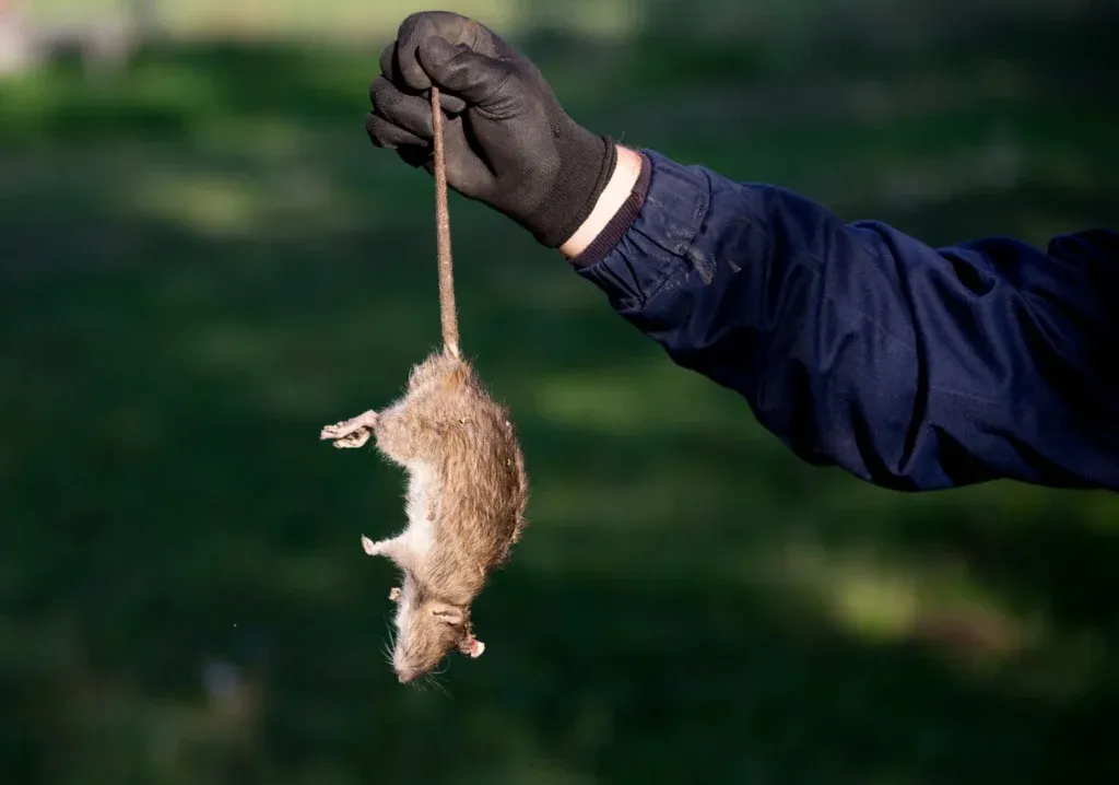 Say Goodbye to Rodents for Good: Trusted Rodent Control in Spring & Willis, TX
