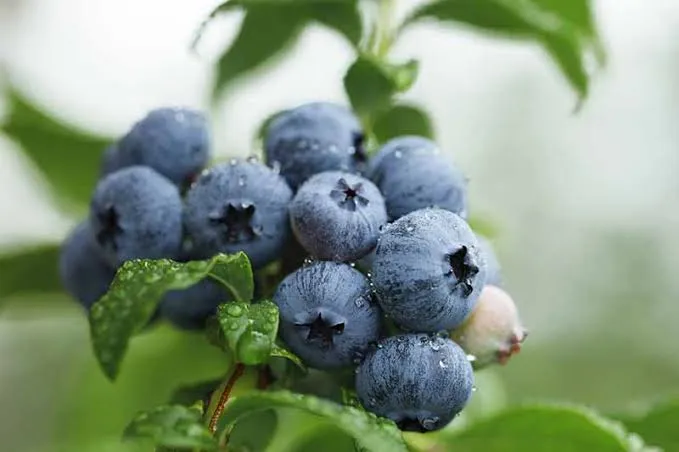 Blueberries in Indian Traditional Sweets: A Modern Twist on Classic Recipes